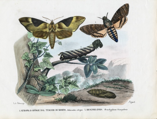 Butterflies von Raimundo Petraroja