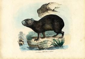 Capibara 1863-79