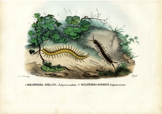 Centipede von Raimundo Petraroja