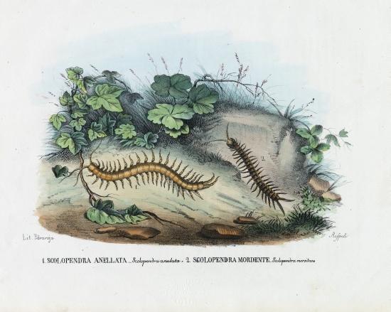 Centipede von Raimundo Petraroja
