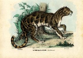 Clouded Leopard 1863-79
