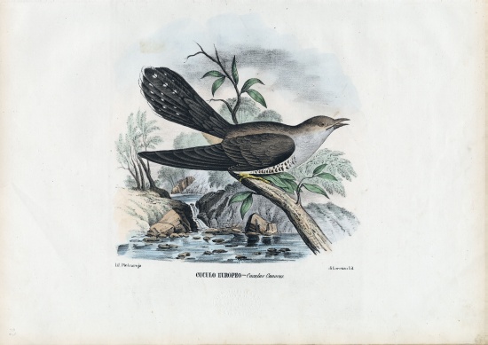 Common Cuckoo von Raimundo Petraroja