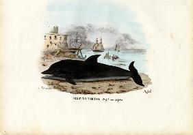 Common Dolphin 1863-79