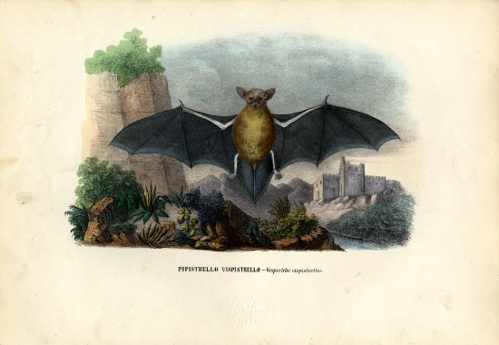Common Pipistrelle von Raimundo Petraroja