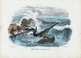 Common Sawfish 1863-79