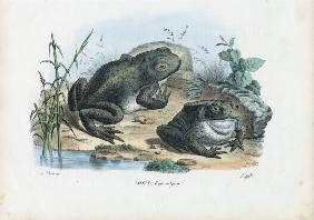 Common Toad 1863-79