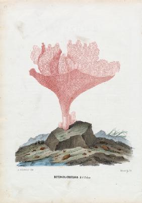 Corals 1863-79