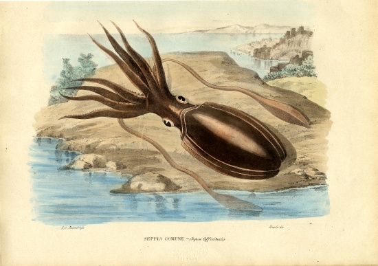 Cuttlefish von Raimundo Petraroja