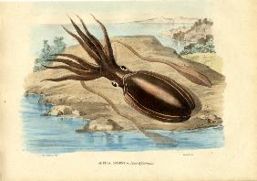 Cuttlefish 1863-79