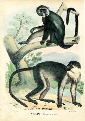 Diana Monkey 1863-79