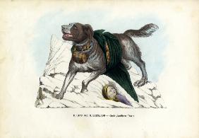 Dogs 1863-79