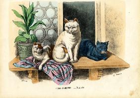 Domestic Cat 1863-79