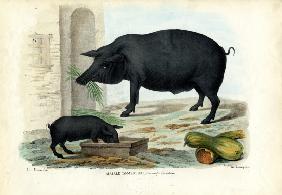 Domestic Pig 1863-79