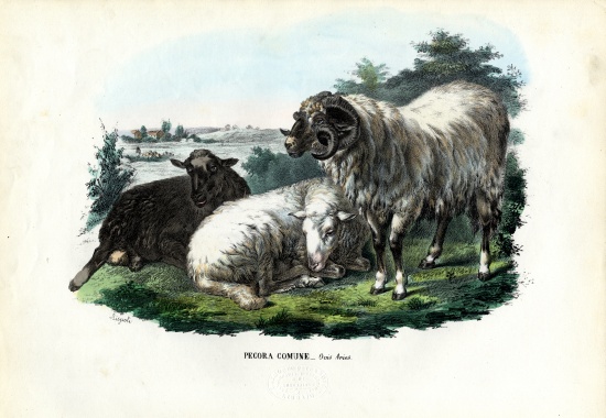 Domestic Sheep von Raimundo Petraroja