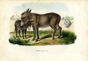 Donkey 1863-79
