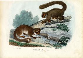 Dwarf Lemur 1863-79
