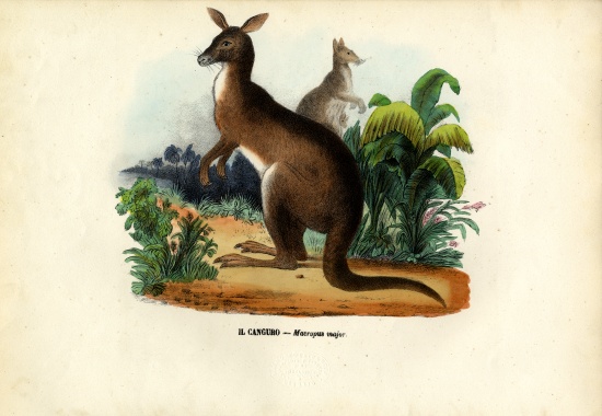Eastern Grey Kangaroo von Raimundo Petraroja