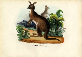 Eastern Grey Kangaroo 1863-79