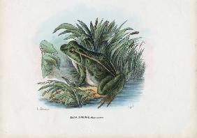 Edible Frog 1863-79