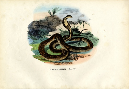 Egyptian Cobra von Raimundo Petraroja