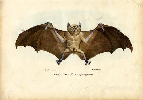 Egyptian Fruit Bat 1863-79