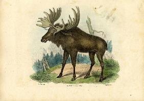 Elk 1863-79
