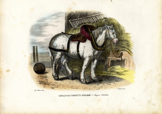 English Farm Horse von Raimundo Petraroja