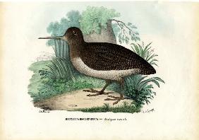 Eurasian Woodcock 1863-79