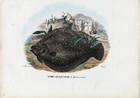 European Flounder 1863-79