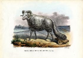 Fat-Tailed Sheep 1863-79