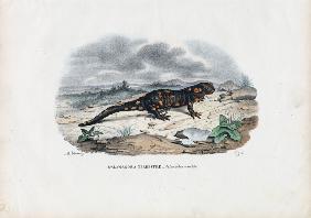 Fire Salamander 1863-79