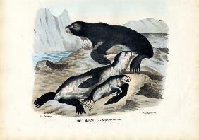 Fur Seal 1863-79