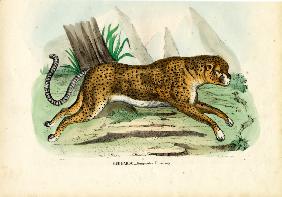 Gepard 1863-79