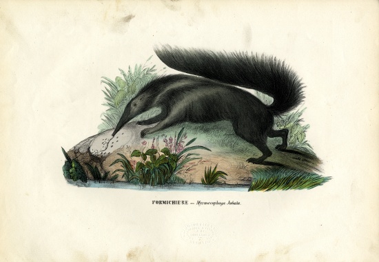 Giant Anteater von Raimundo Petraroja