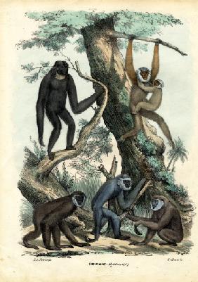 Gibbons 1863-79