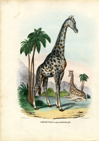 Giraffe von Raimundo Petraroja