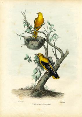 Golden Oriole 1863-79