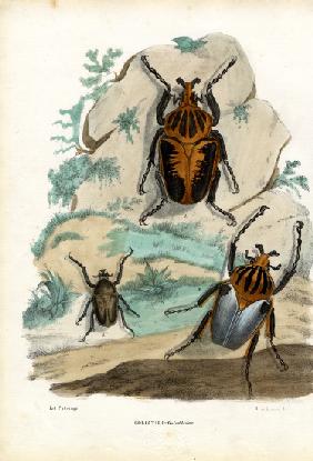 Goliath Beetles 1863-79