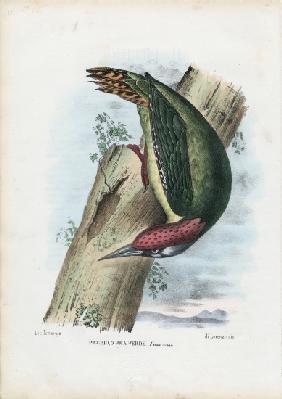 Green Woodpecker 1863-79