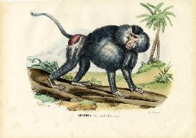 Grey Baboon 1863-79