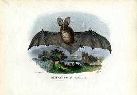 Grey Long-Eared Bat 1863-79