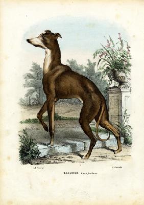 Greyhound 1863-79