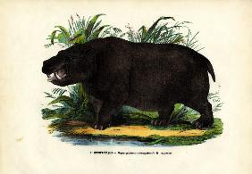 Hippo 1863-79