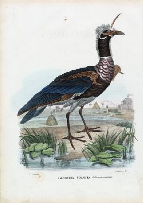 Horned Screamer 1863-79