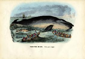 Humpback Whale 1863-79