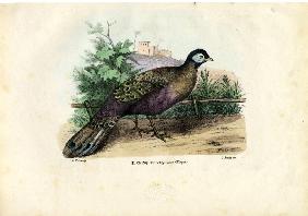 Indian Peafowl 1863-79
