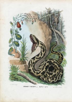 Indian Python 1863-79
