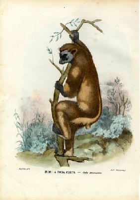 Indri 1863-79