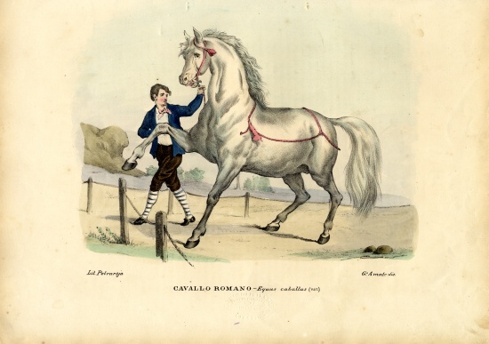 Italian Horse von Raimundo Petraroja