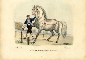 Italian Horse 1863-79